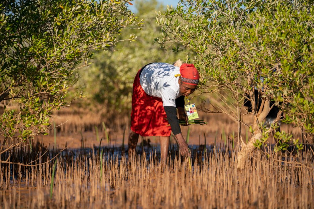 Femme malgache qui se baisse pour planter de la mangrove